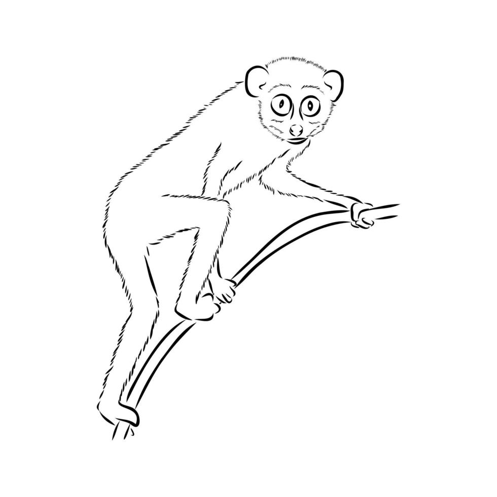 lemur lori vector sketch