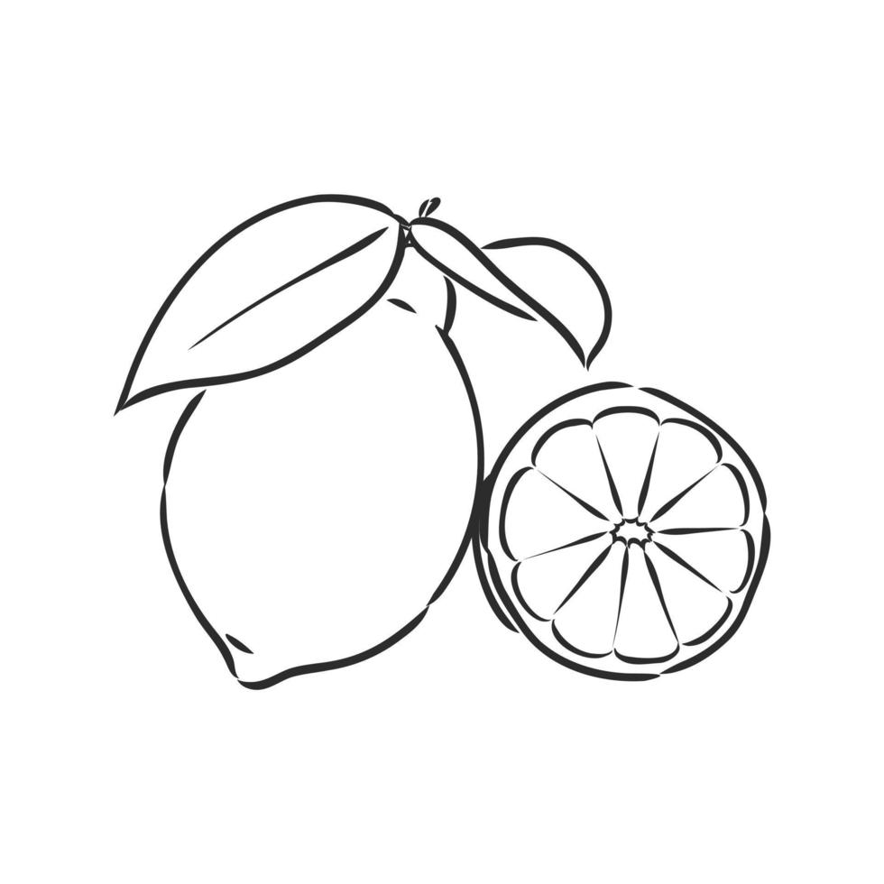 lemon vector sketch