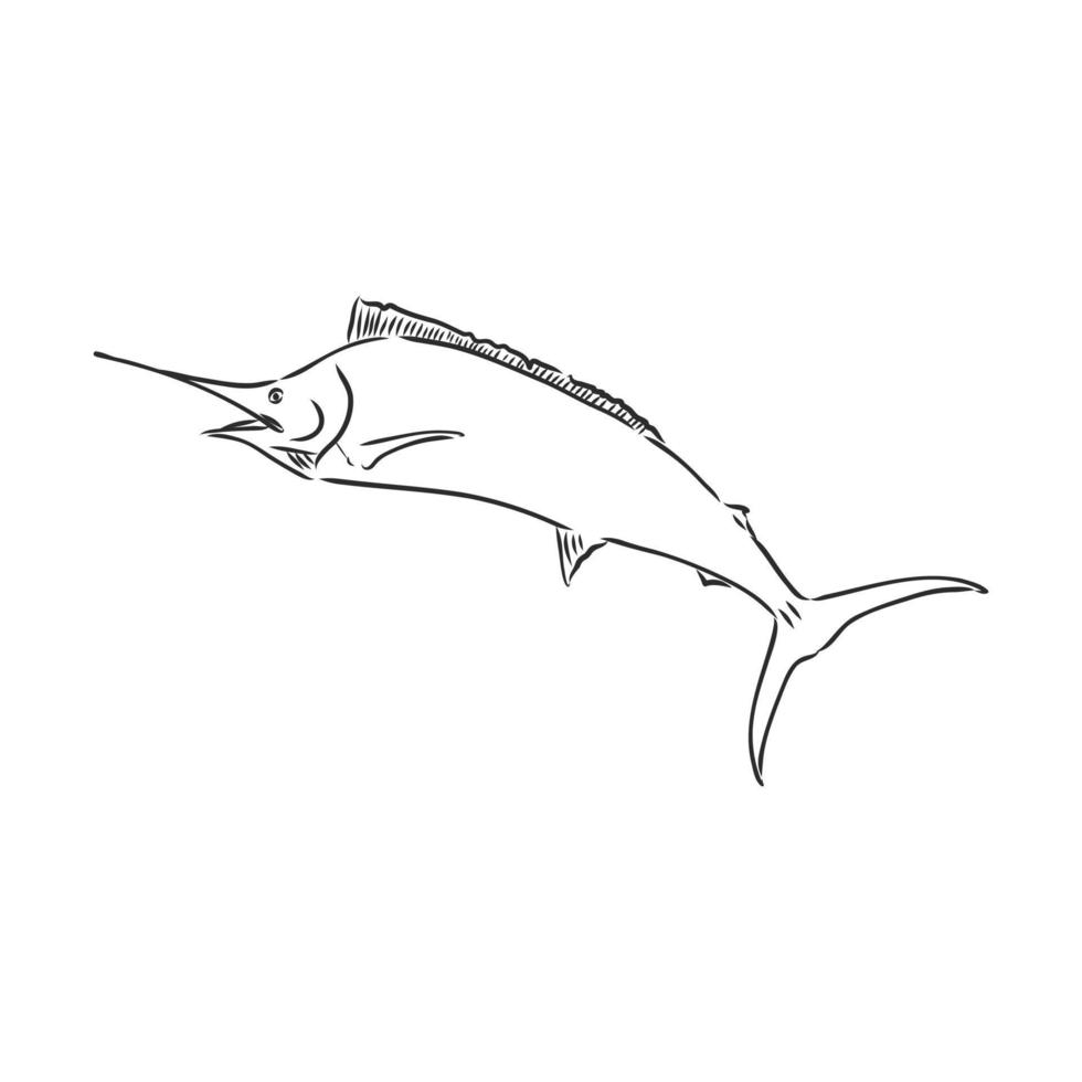 dibujo vectorial de pez marlin vector