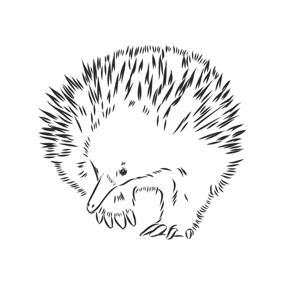 echidna vector sketch