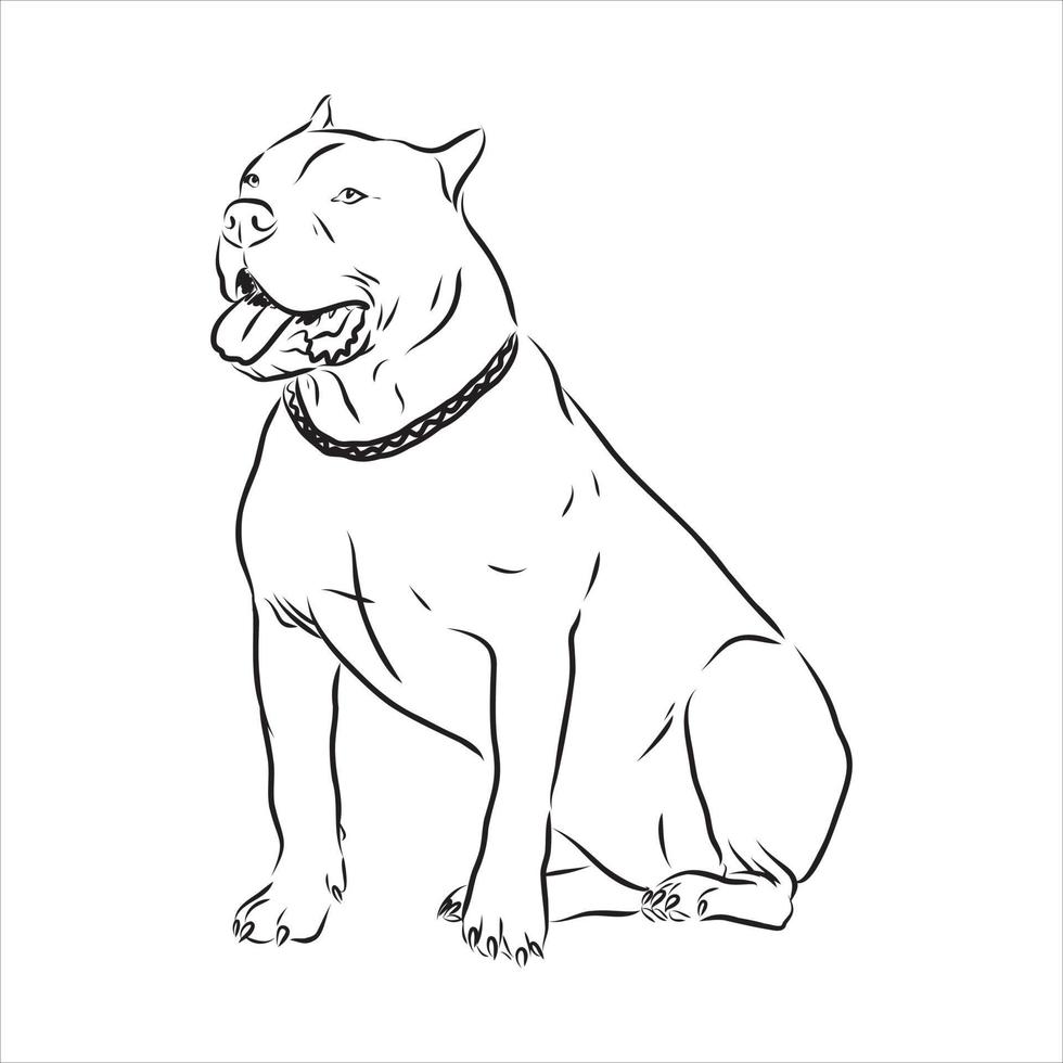 pit bull terrier vector sketch
