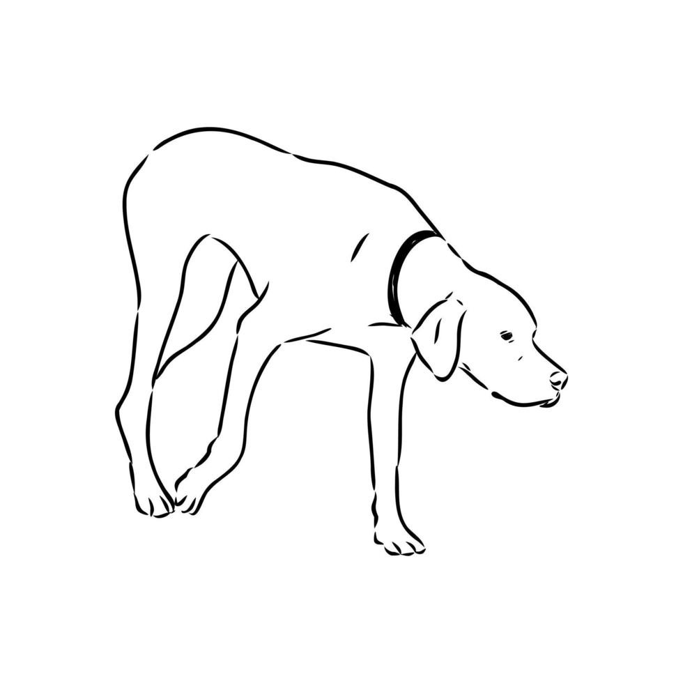 dibujo de vector de perro puntero