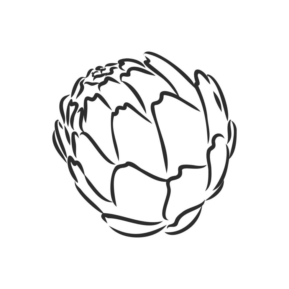 artichoke vector sketch