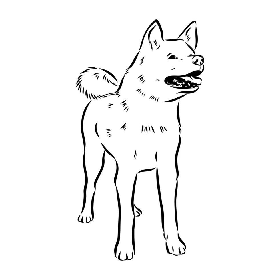 akita inu dog vector sketch