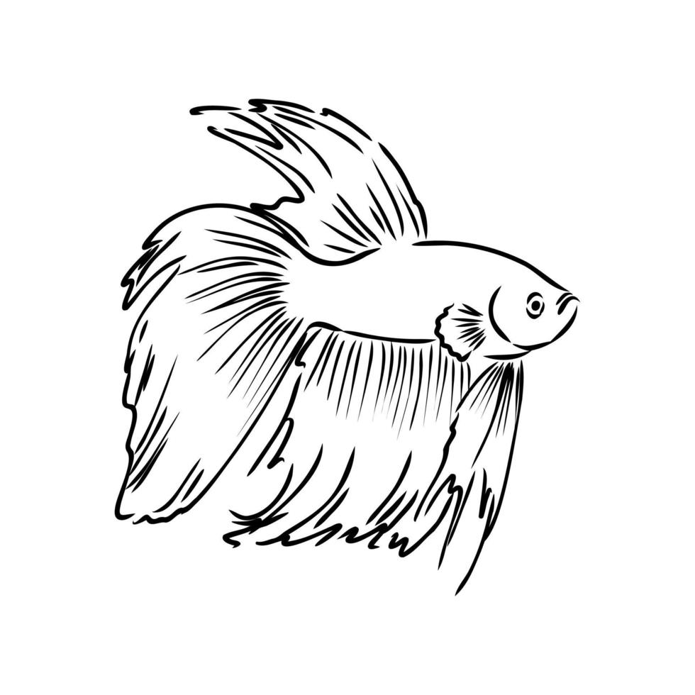 aquarium fish vector sketch