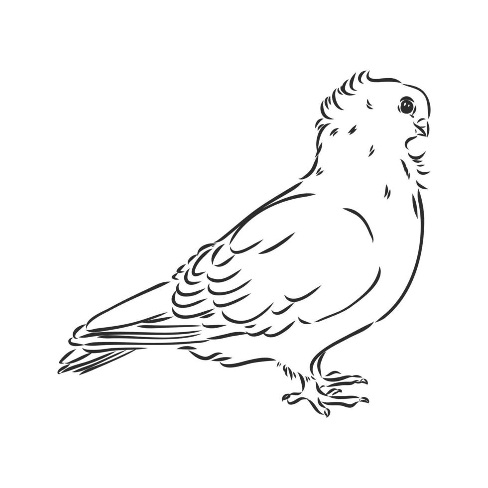 purebred pigeon vector sketch