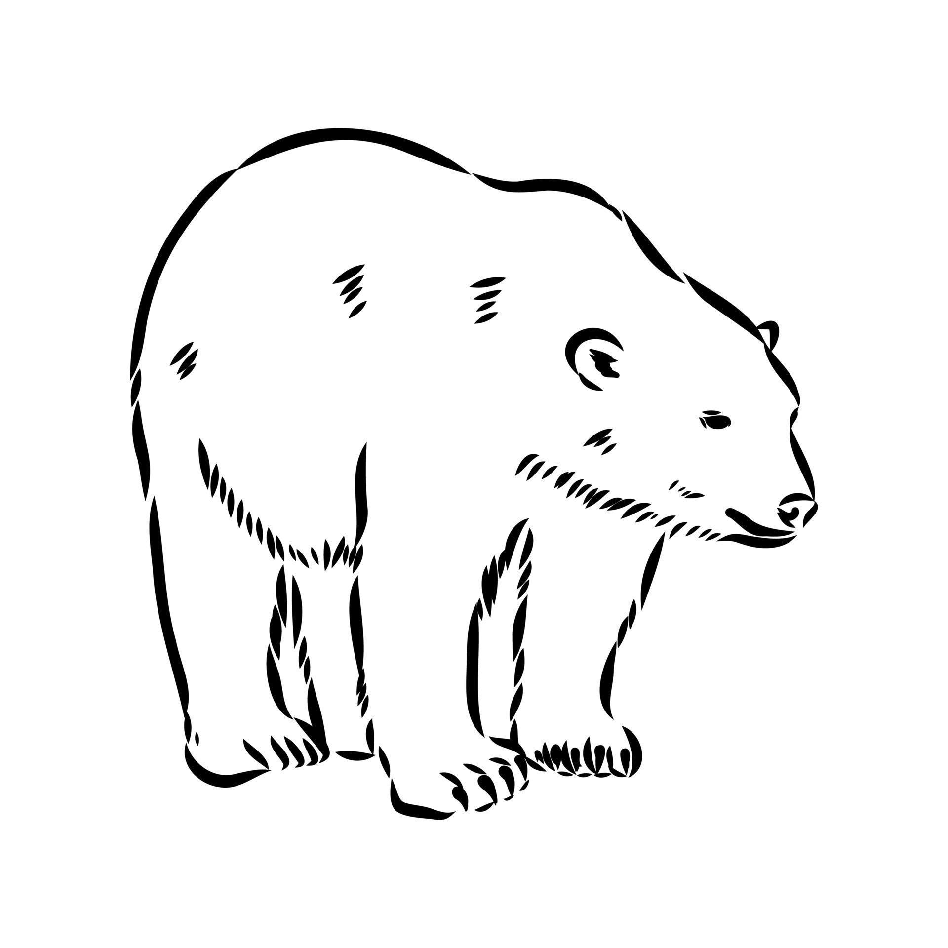 Белый медведь рисунок