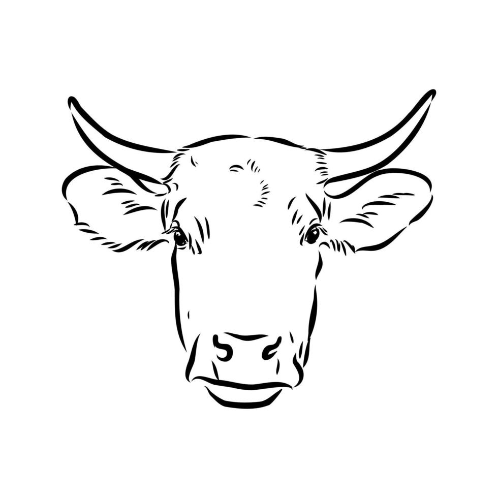 cow vector sketch