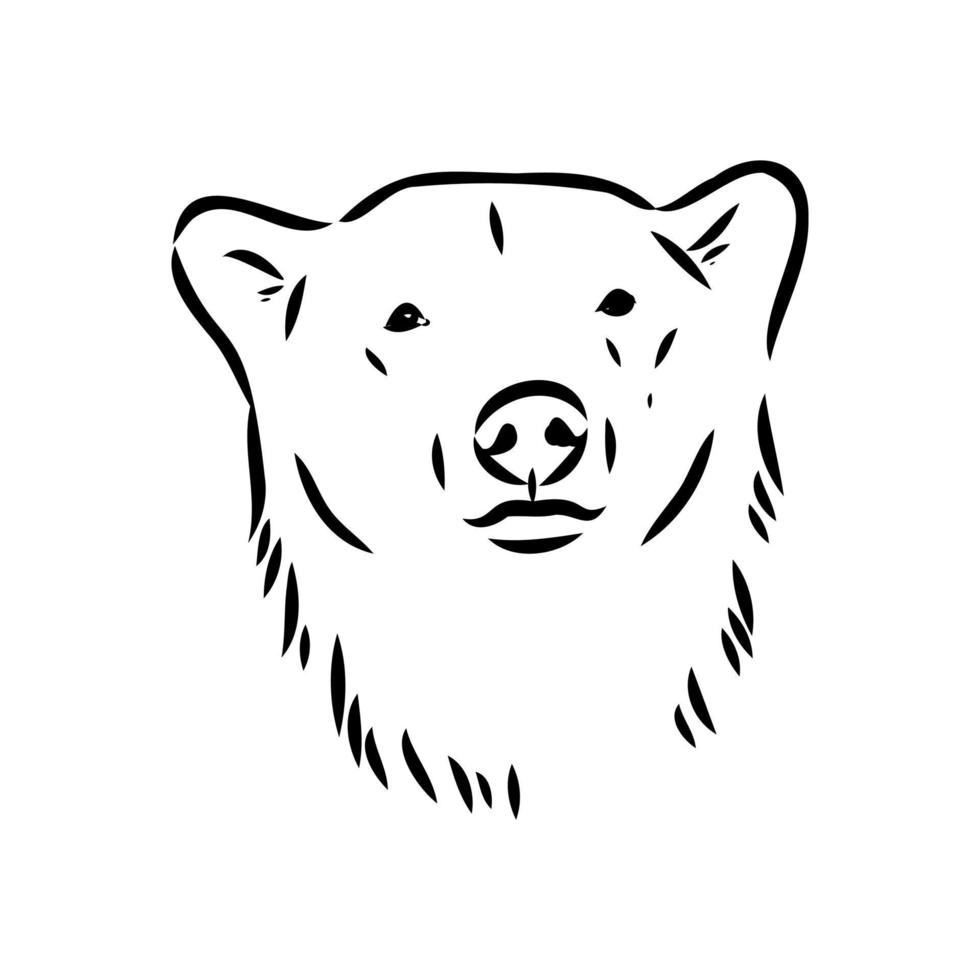 polar bear vector sketch