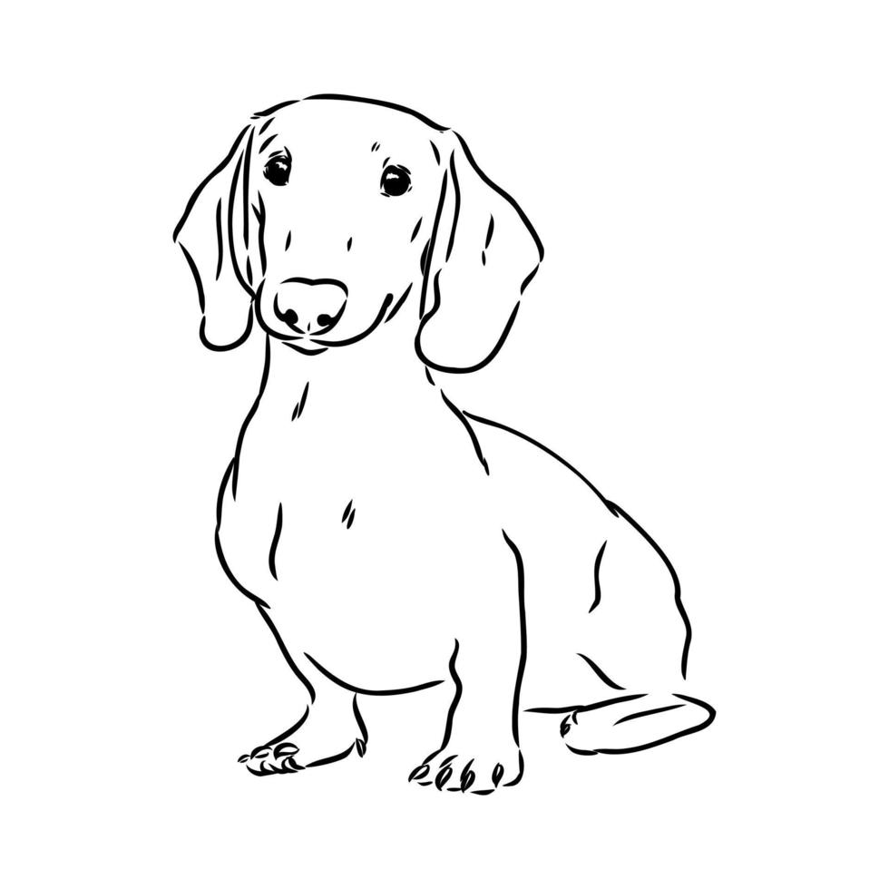 dachshund vector sketch