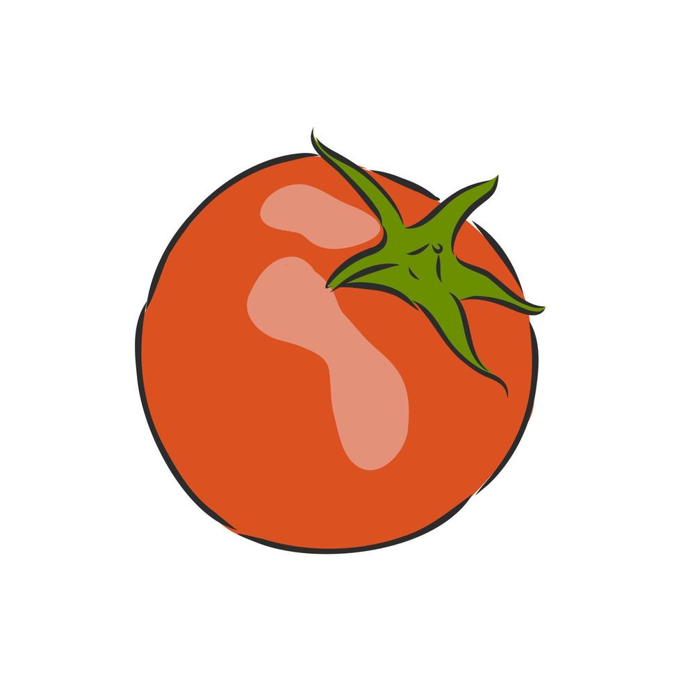 bosquejo del vector del tomate