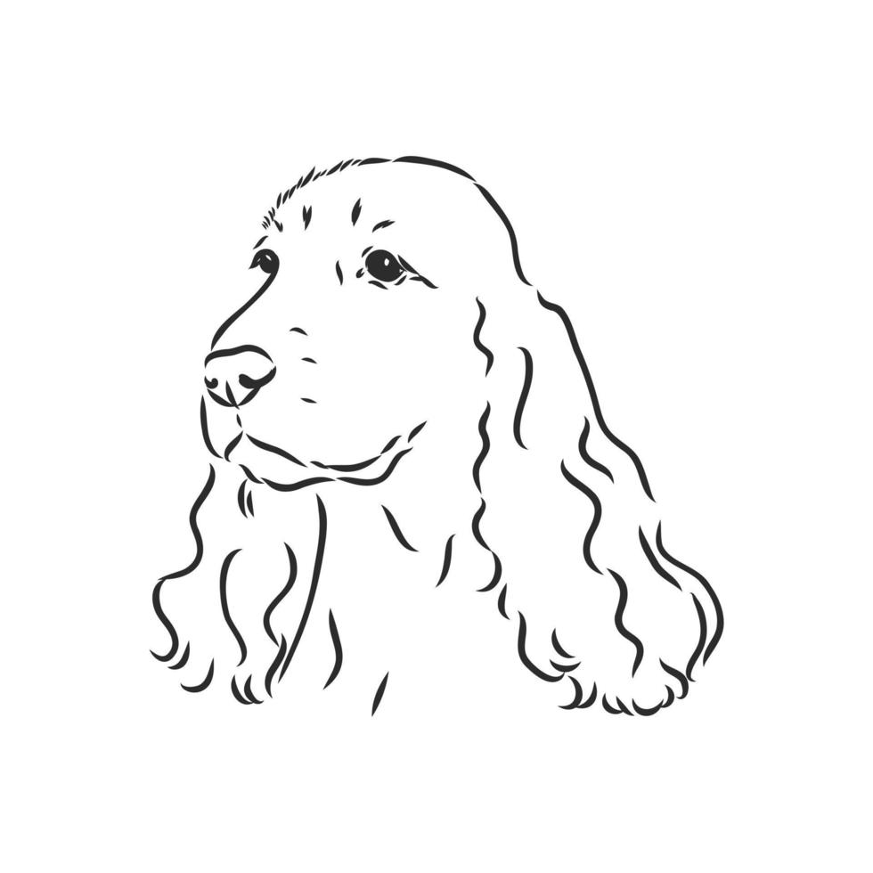 spaniel vector sketch