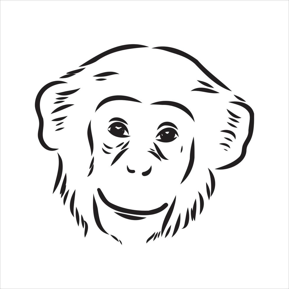 dibujo vectorial de chimpancé vector