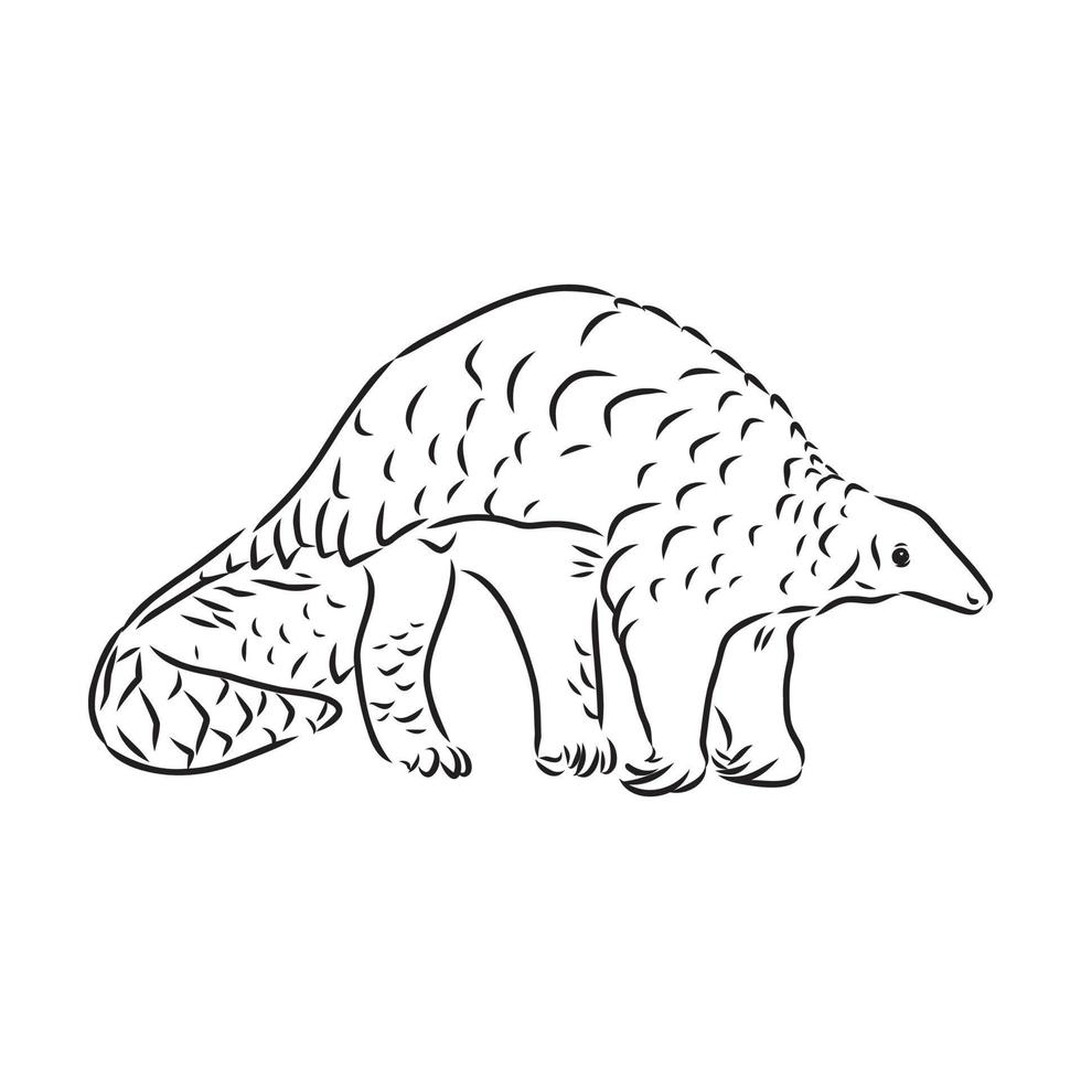 pangolin vector sketch
