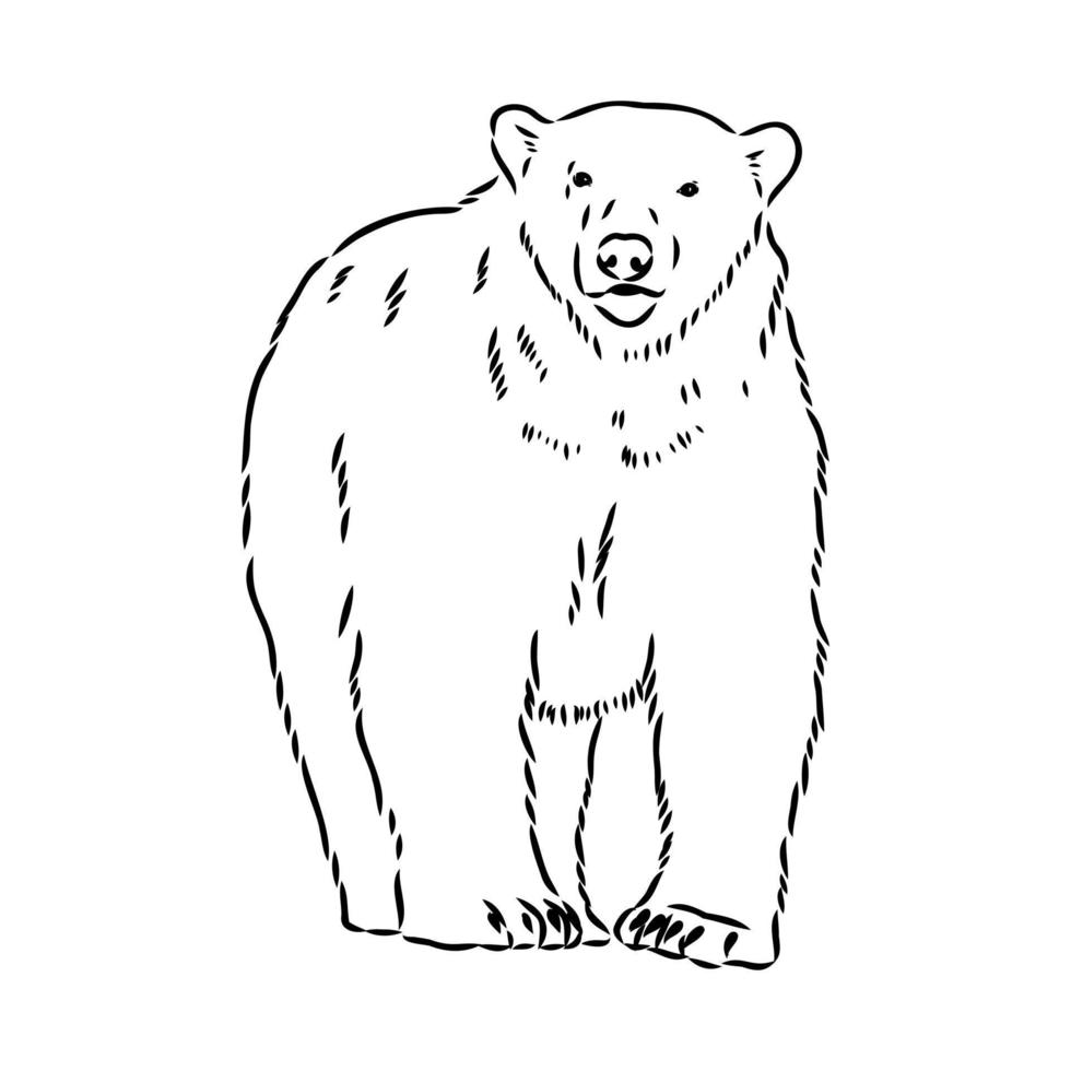 polar bear vector sketch