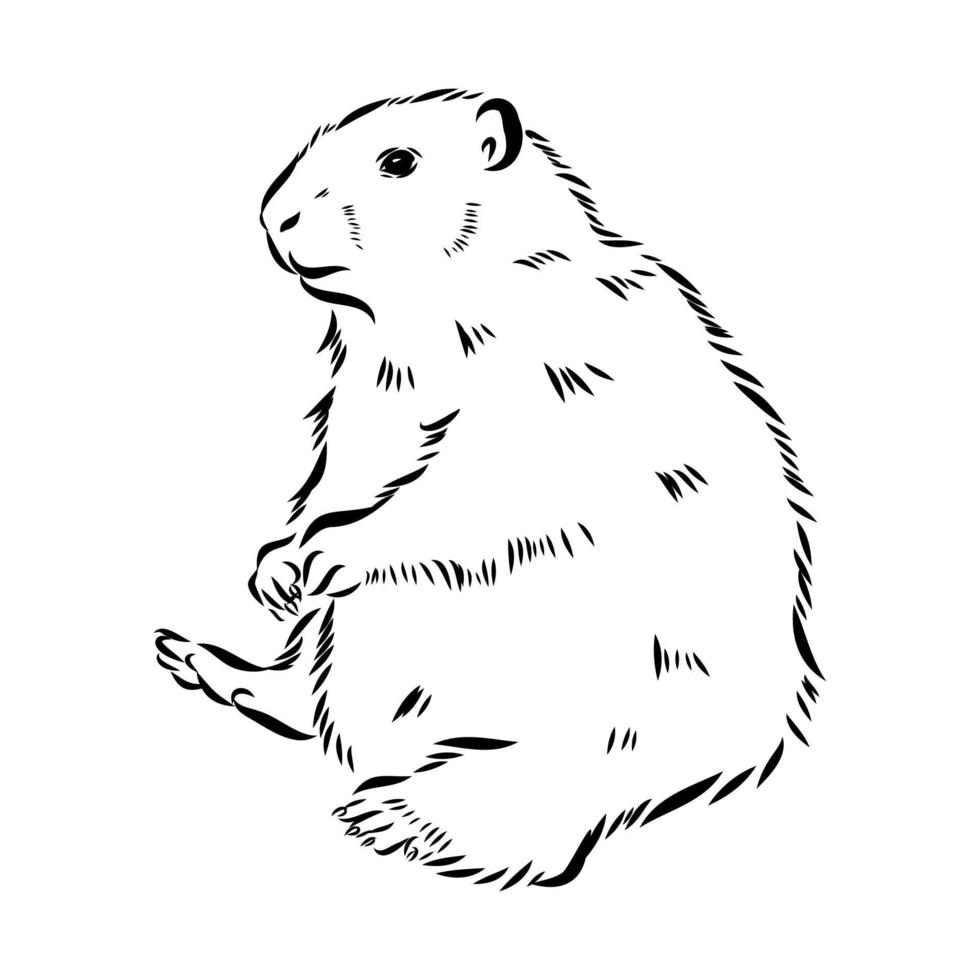 bosquejo del vector de la marmota