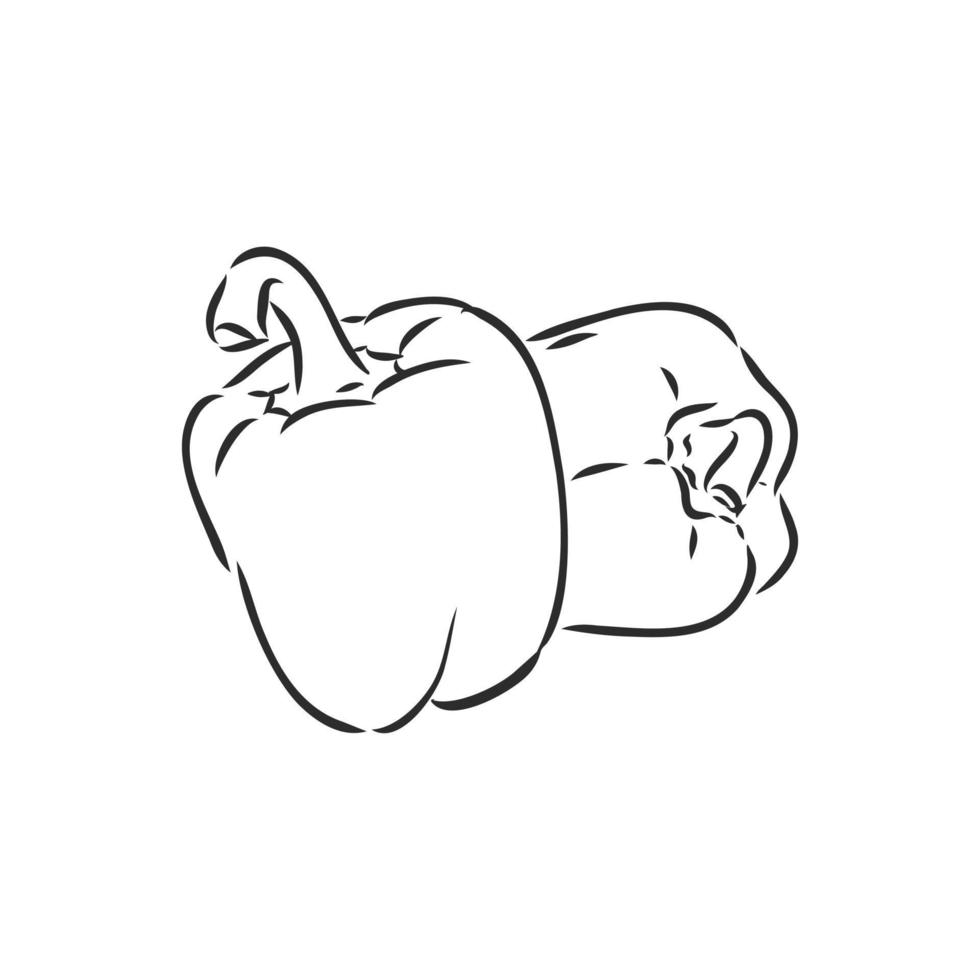 paprika vector sketch