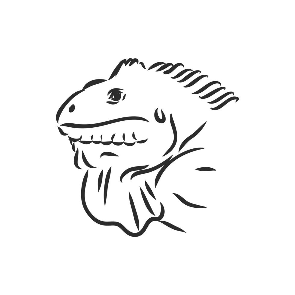 dibujo vectorial de iguana vector