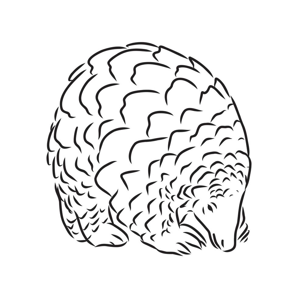 pangolin vector sketch