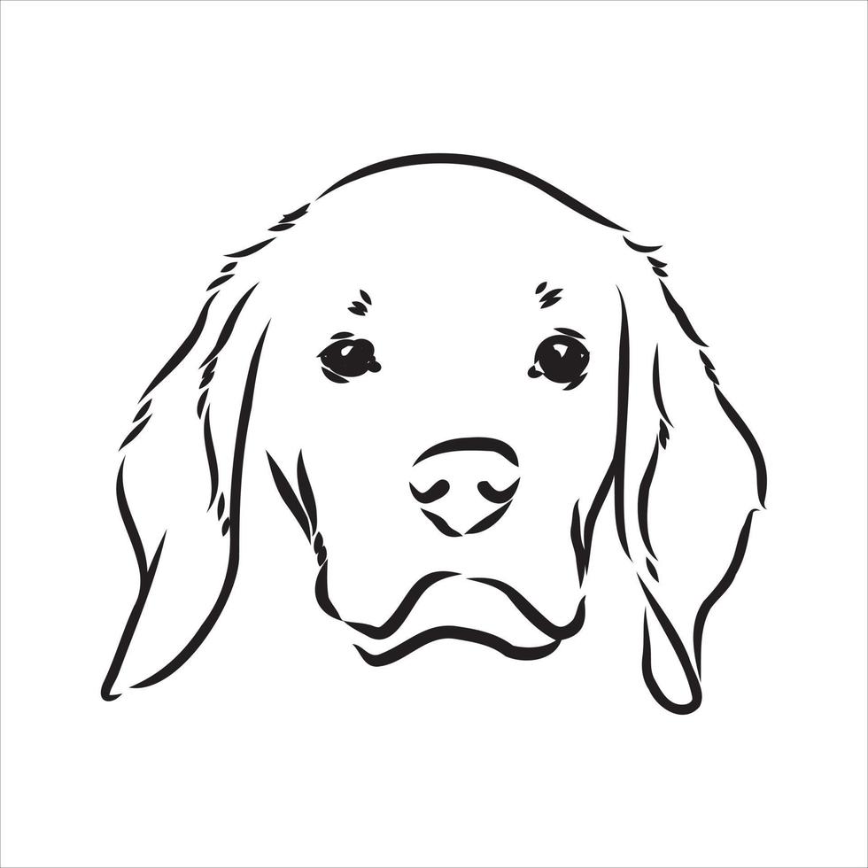 dibujo vectorial de perro beagle vector