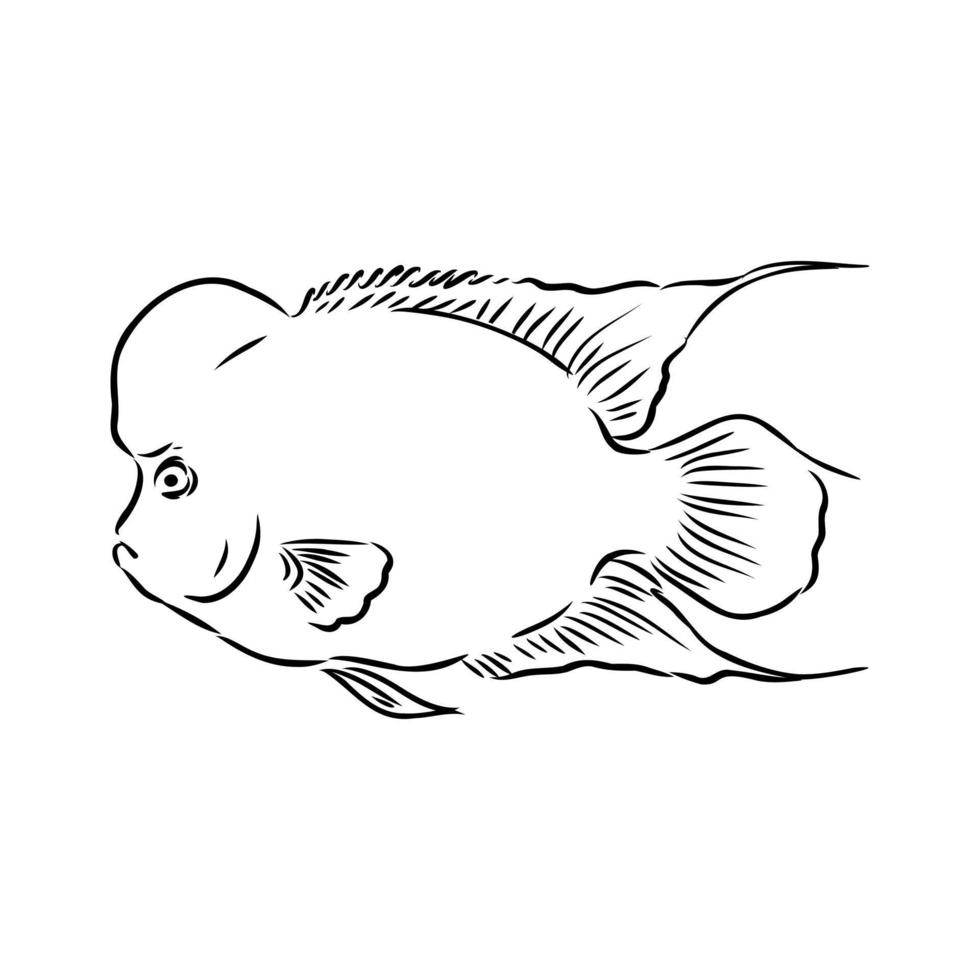 aquarium fish vector sketch