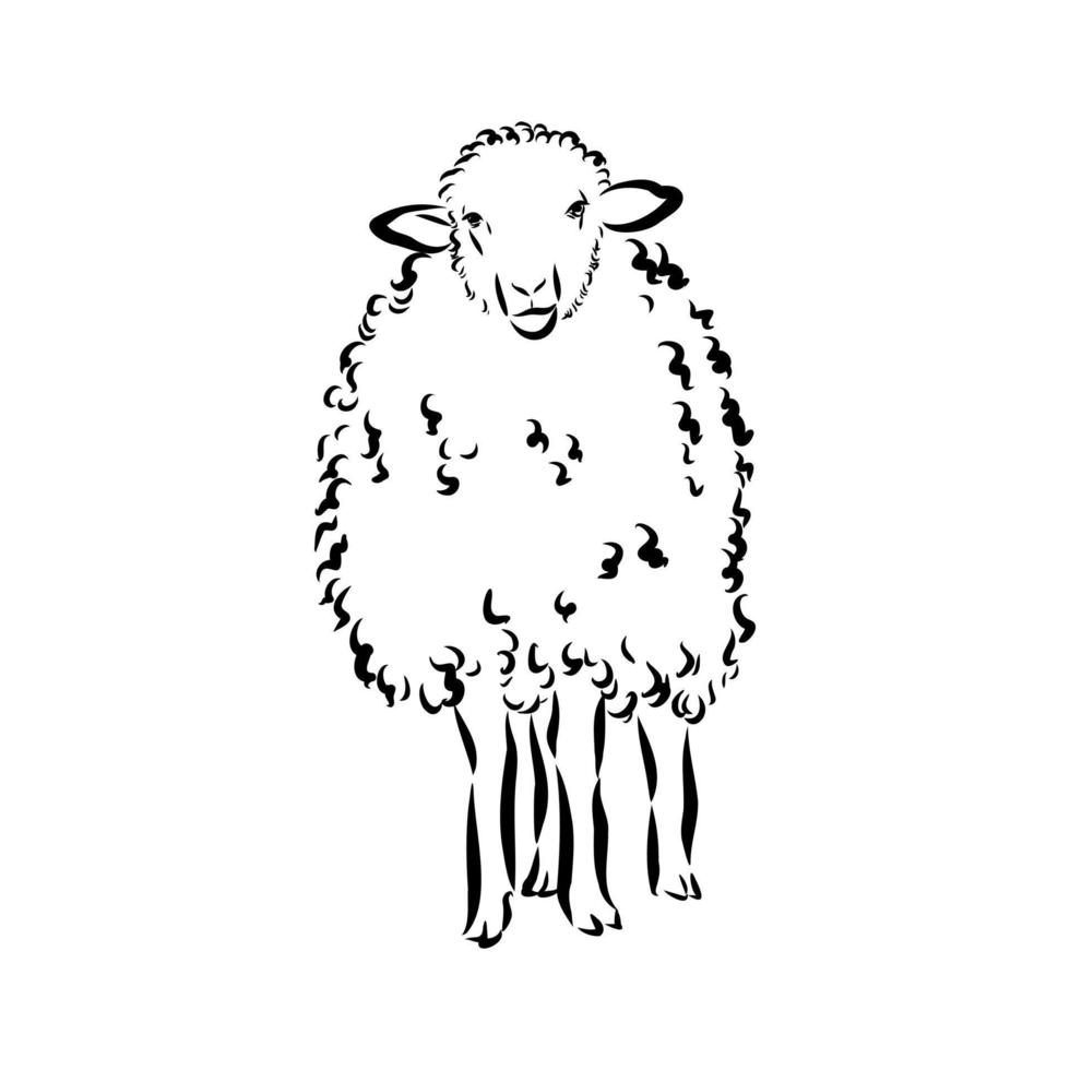 sheep vector sketch