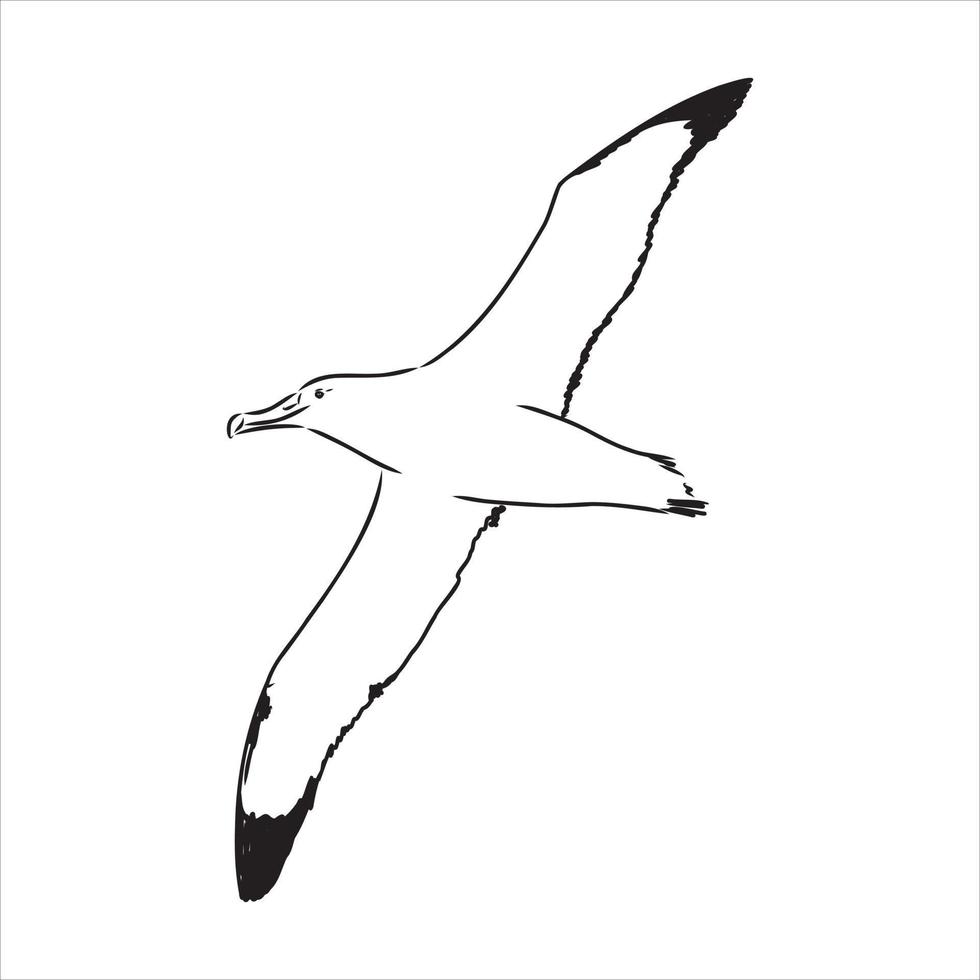 dibujo vectorial de albatros vector