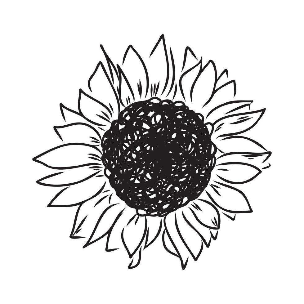 sunflower seeds vector sketch