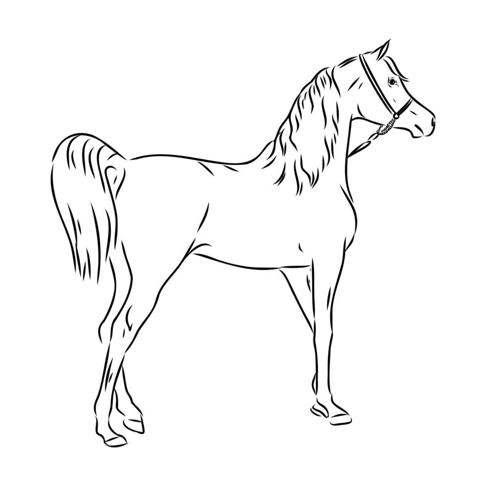 dibujo vectorial de caballo árabe vector