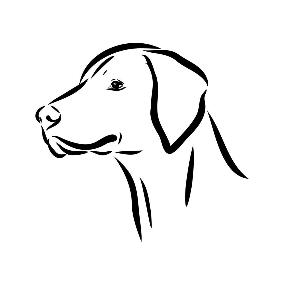 pointer dog vector sketch 7310791 Vector Art at Vecteezy