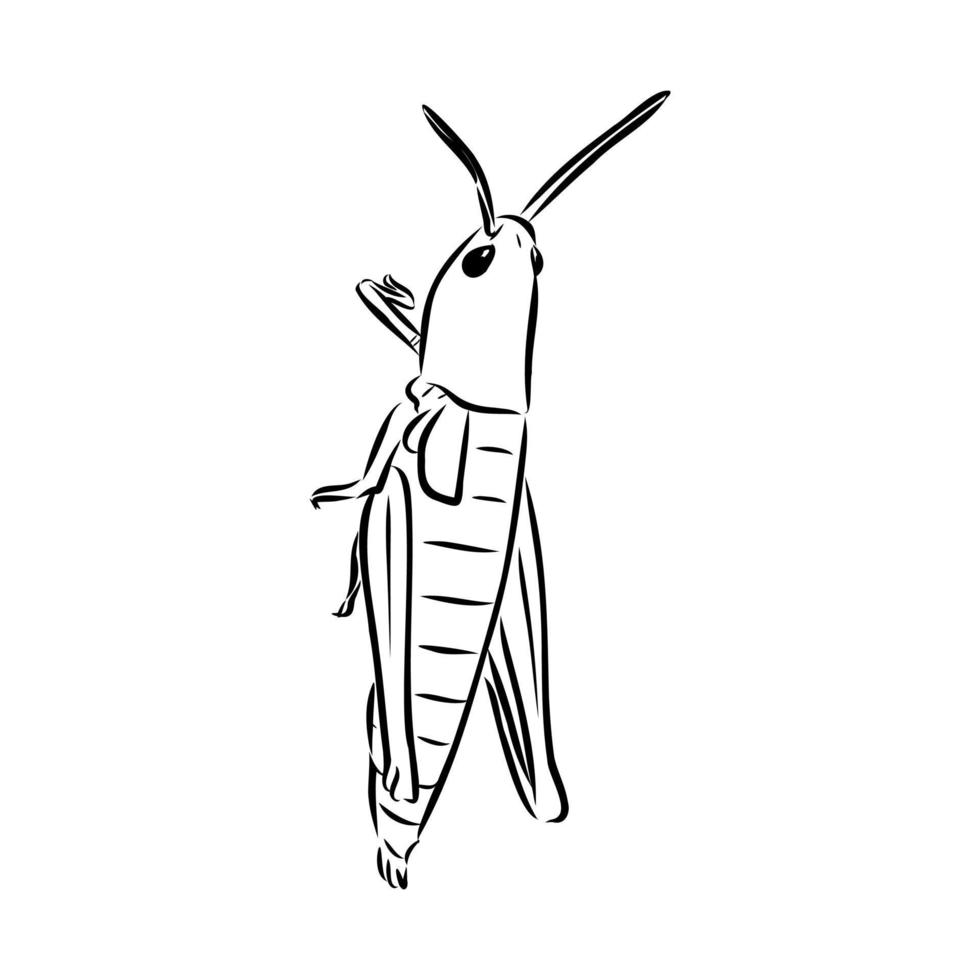 locust vector sketch