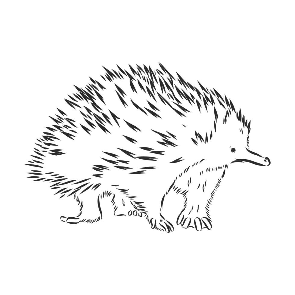 echidna vector sketch