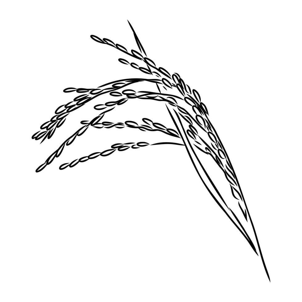 rice plant vector sketch