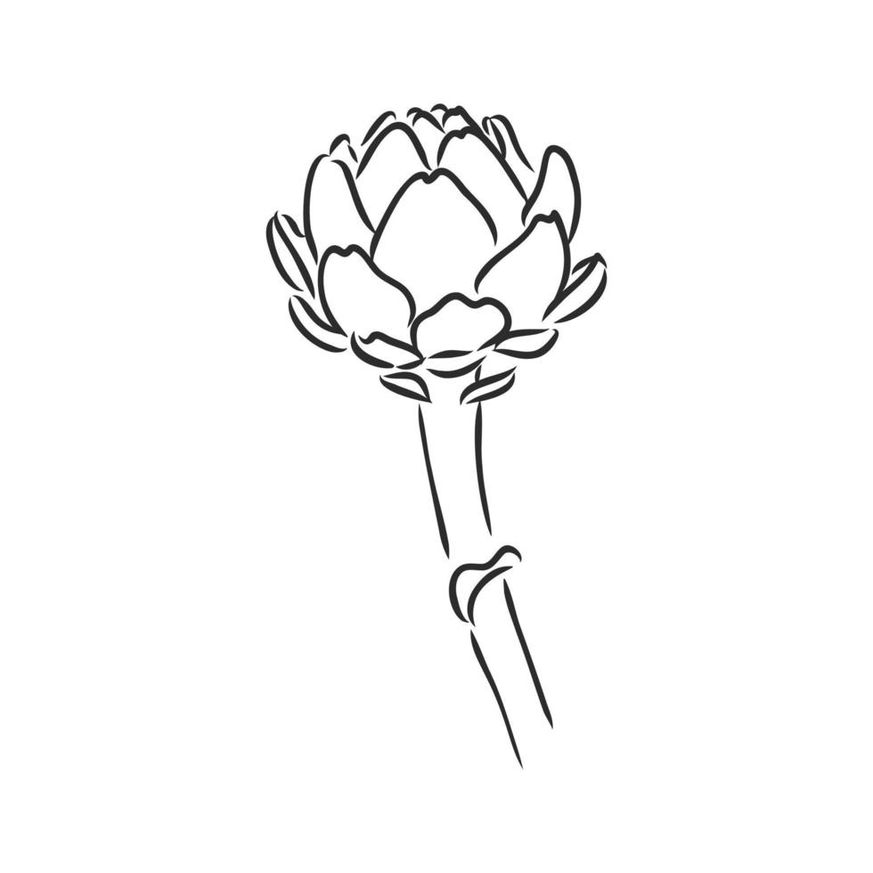 artichoke vector sketch