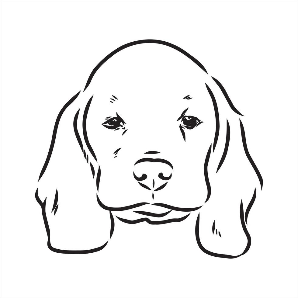 dibujo vectorial de perro beagle vector