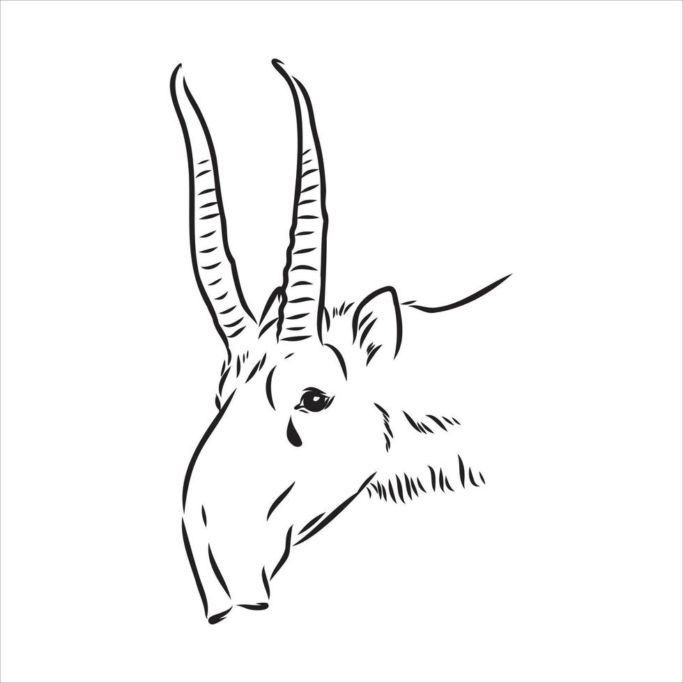saiga vector sketch