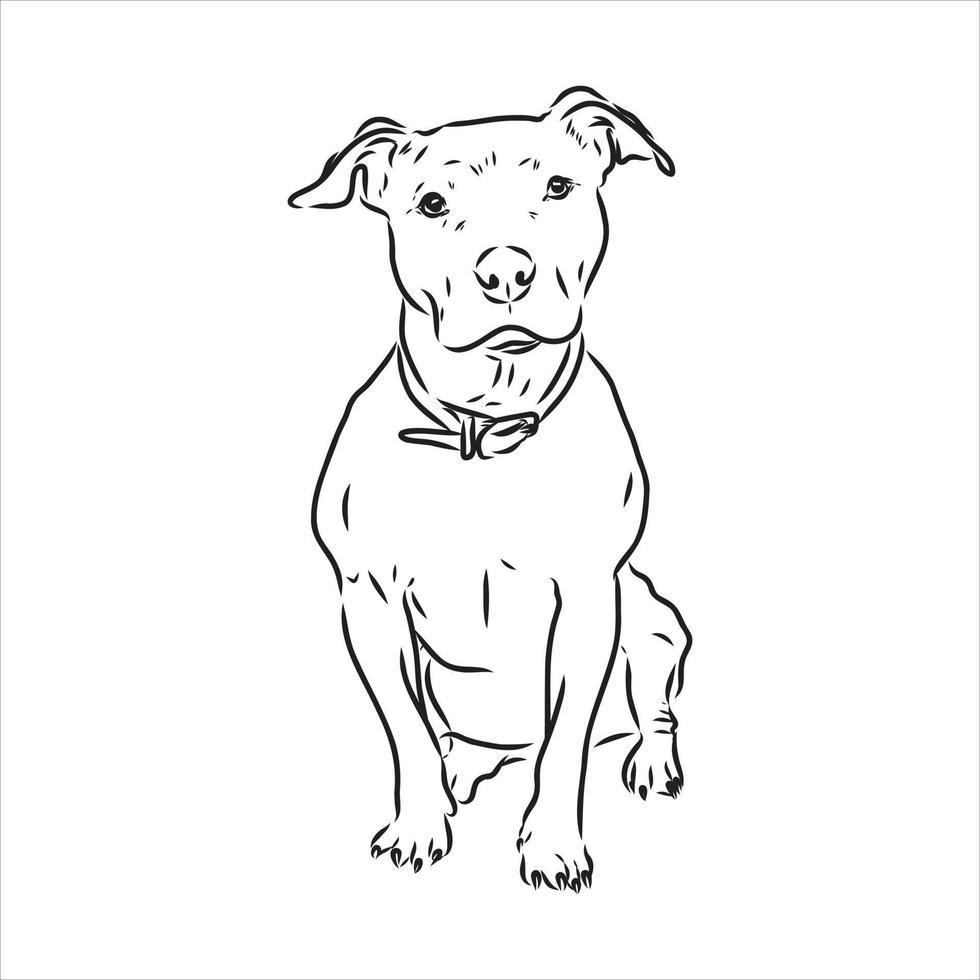 pit bull terrier vector sketch