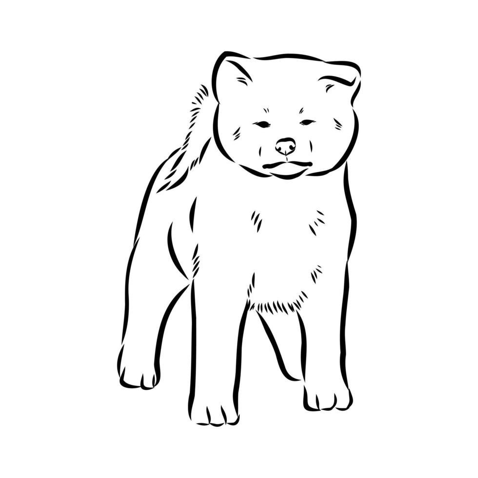 boceto vectorial de perro akita inu vector