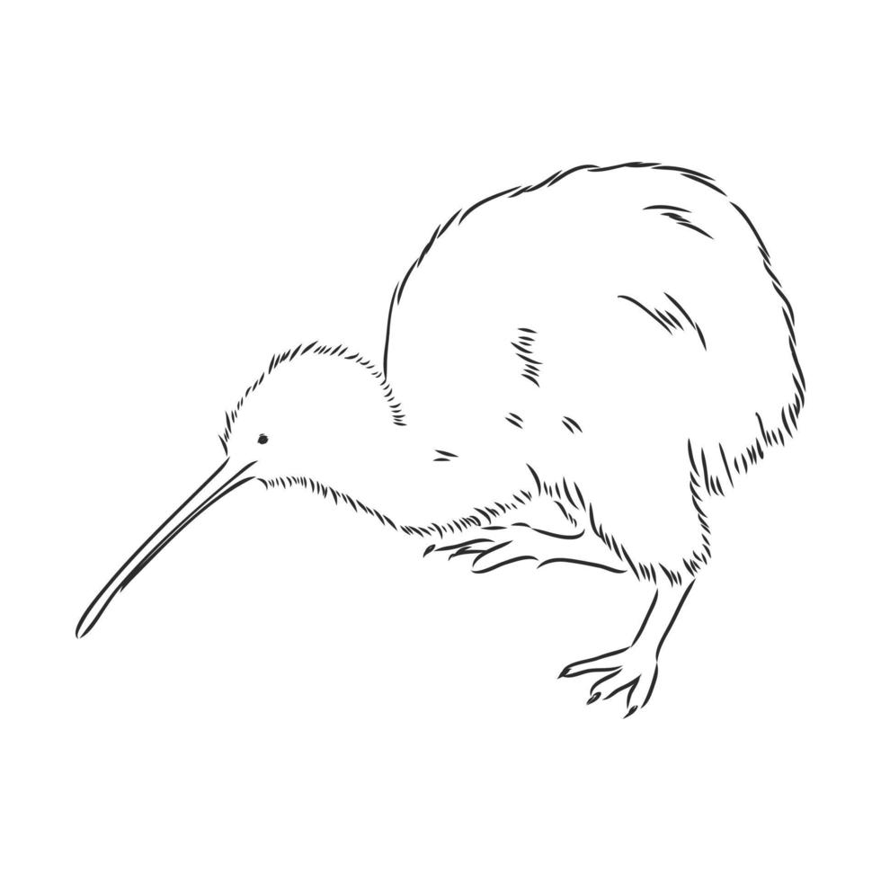 bosquejo del vector del pájaro del kiwi