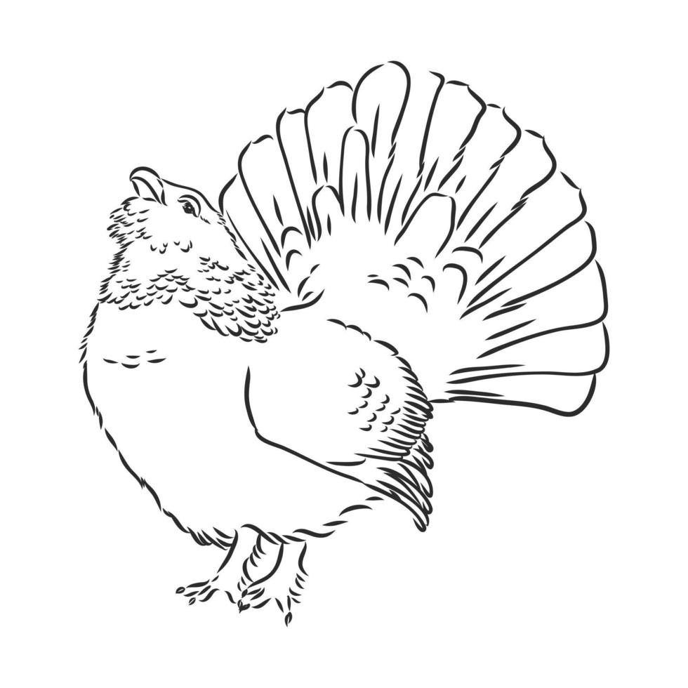 capercaillie bird vector sketch