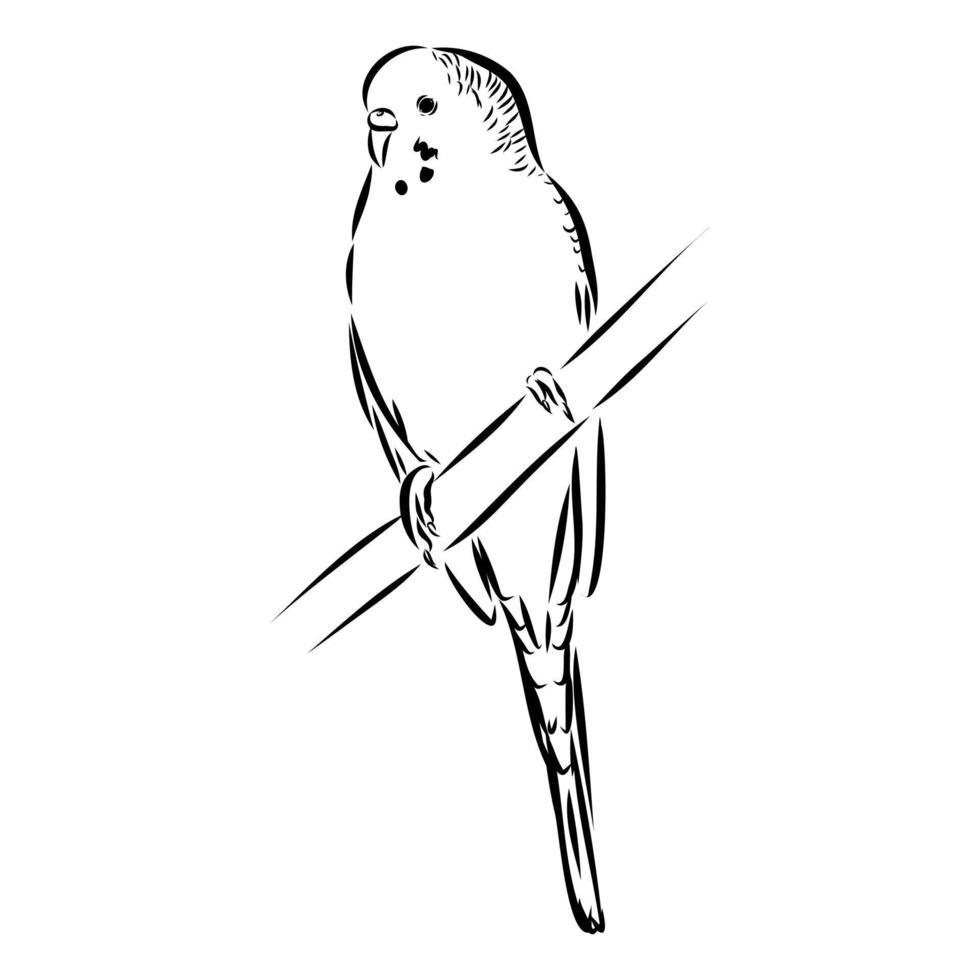 budgie vector sketch