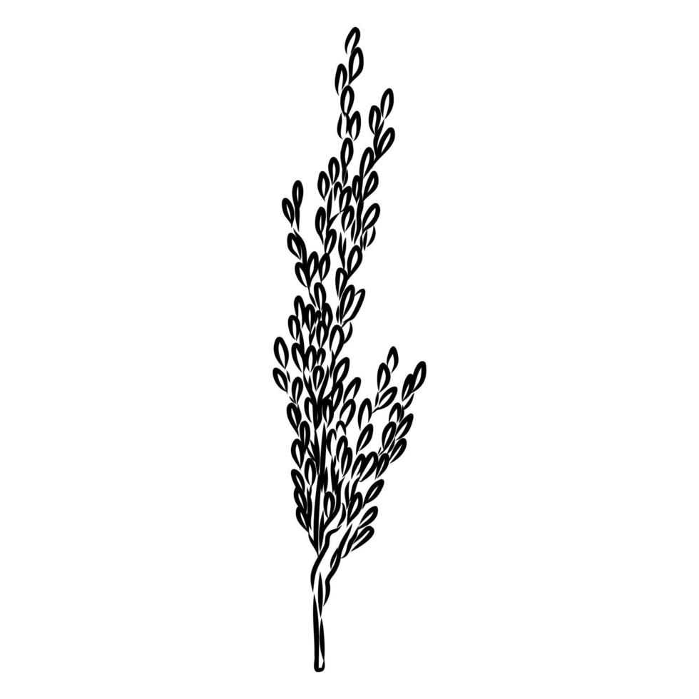 bosquejo del vector de la planta de arroz