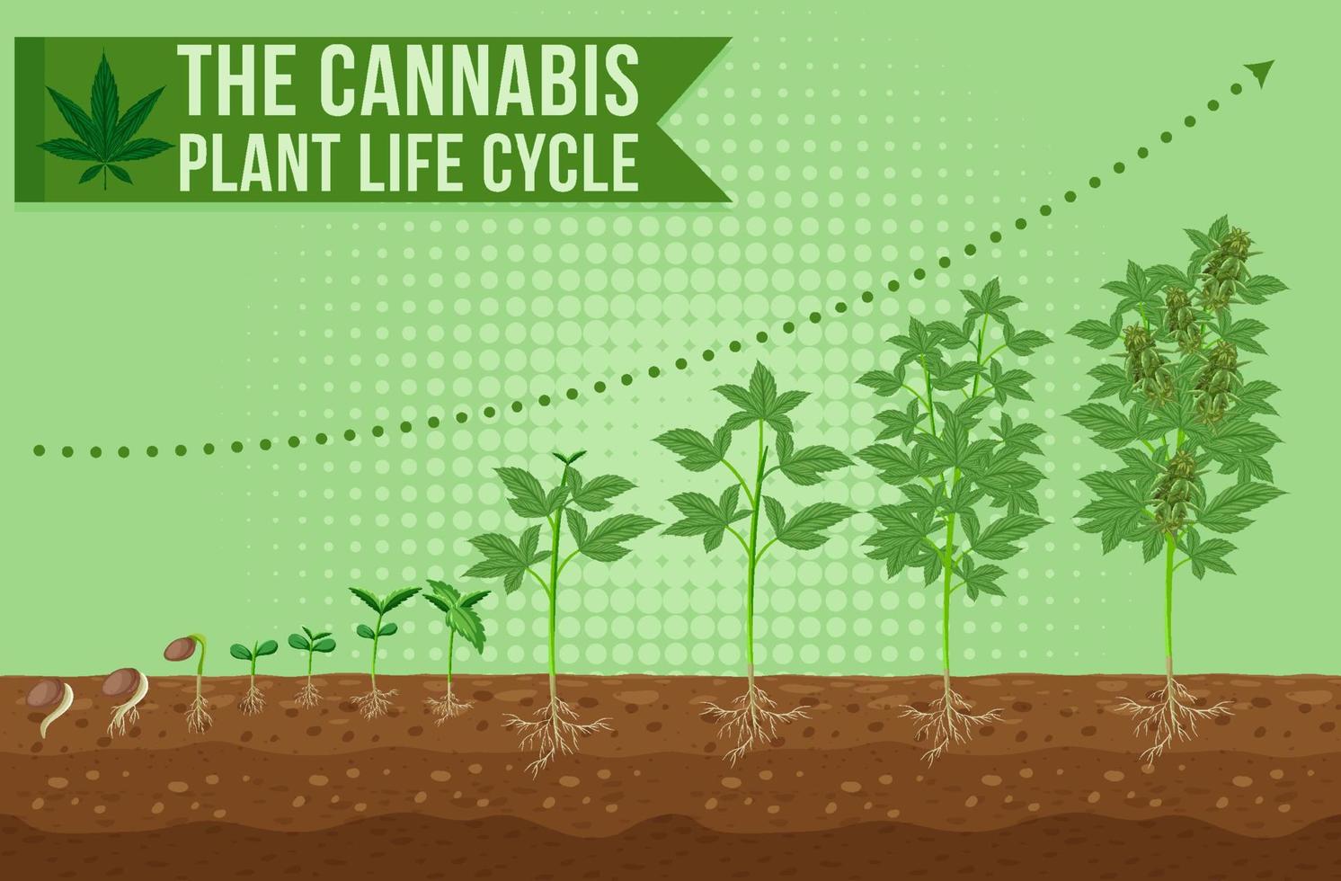 el ciclo de vida de la planta de cannabis vector