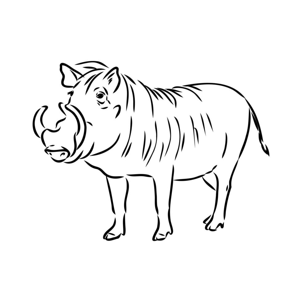 warthog vector sketch