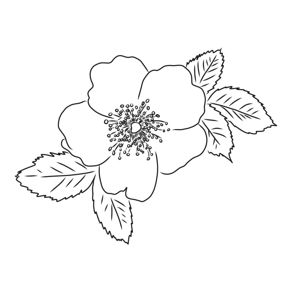 rosehip vector sketch