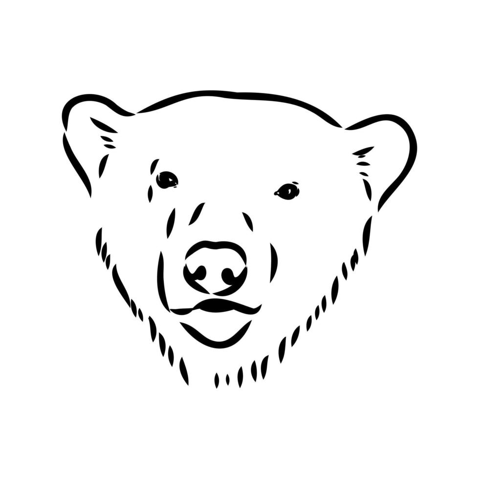 bosquejo del vector del oso polar