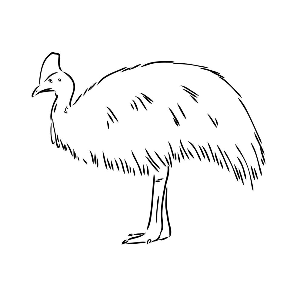 cassowary vector sketch