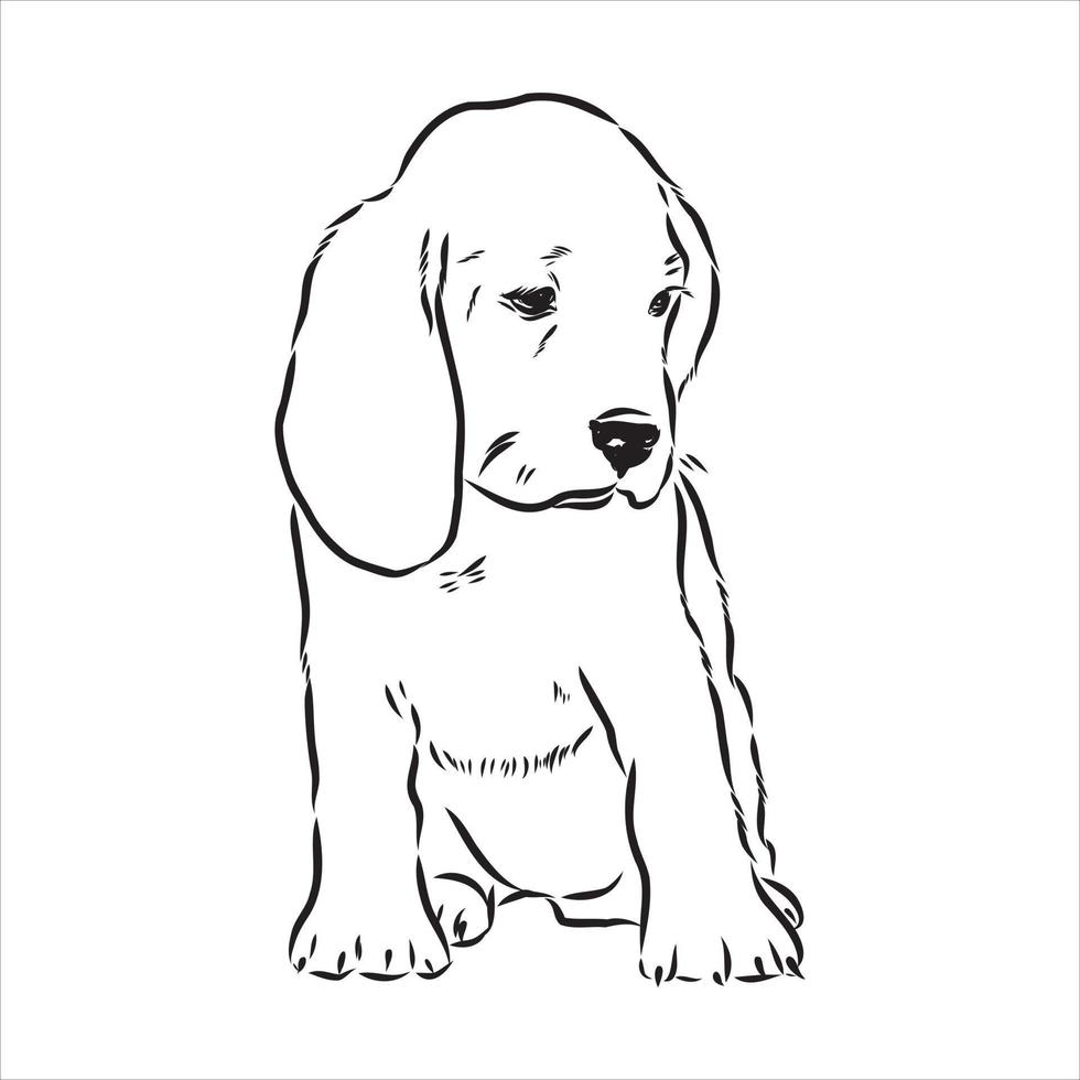 beagle dog vector sketch