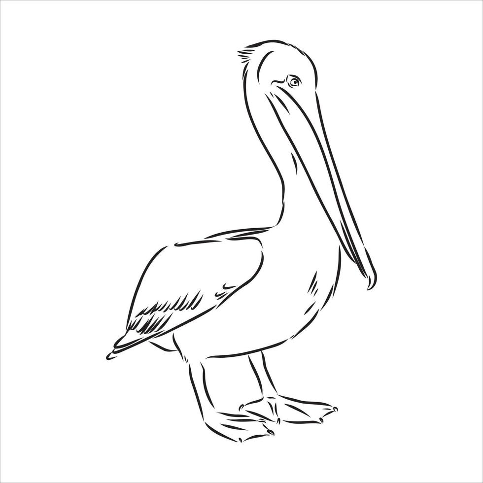 pelican vector sketch