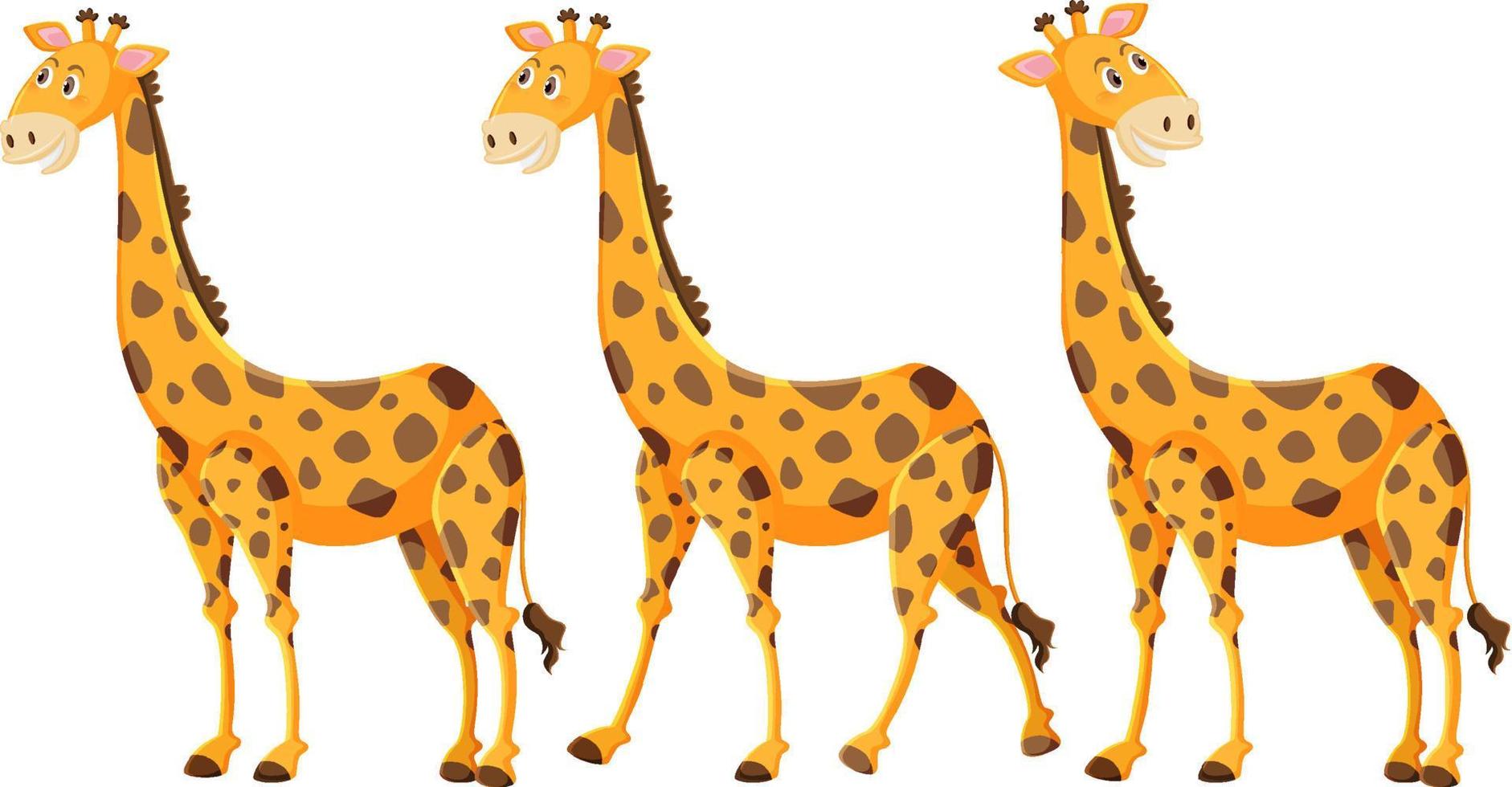 Cute giraffe cartoon on white background vector
